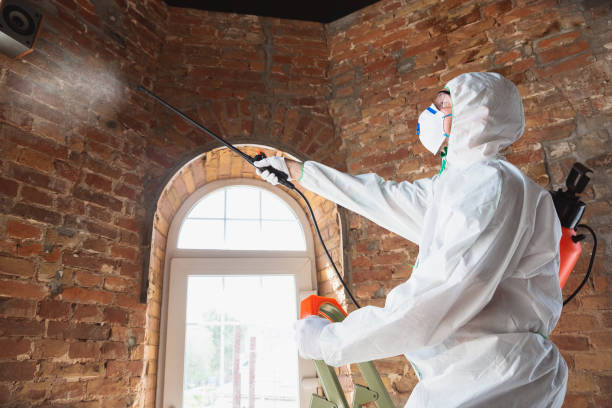 Best Mold Damage Restoration in Lewisville, TX